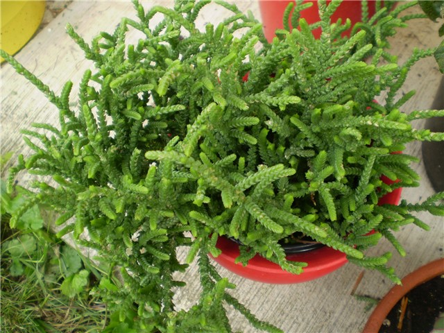 crasula
